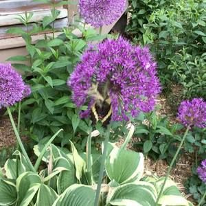 Meet your Posher, Sue suze